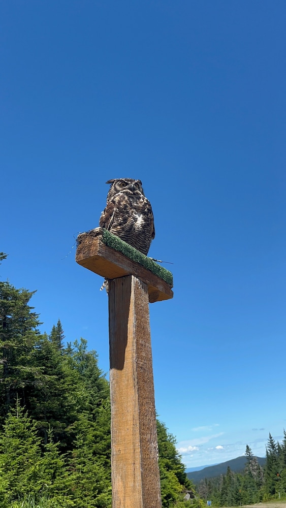 Observation d’animaux