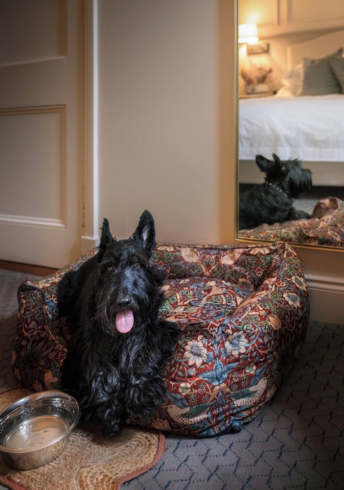 Pet-friendly