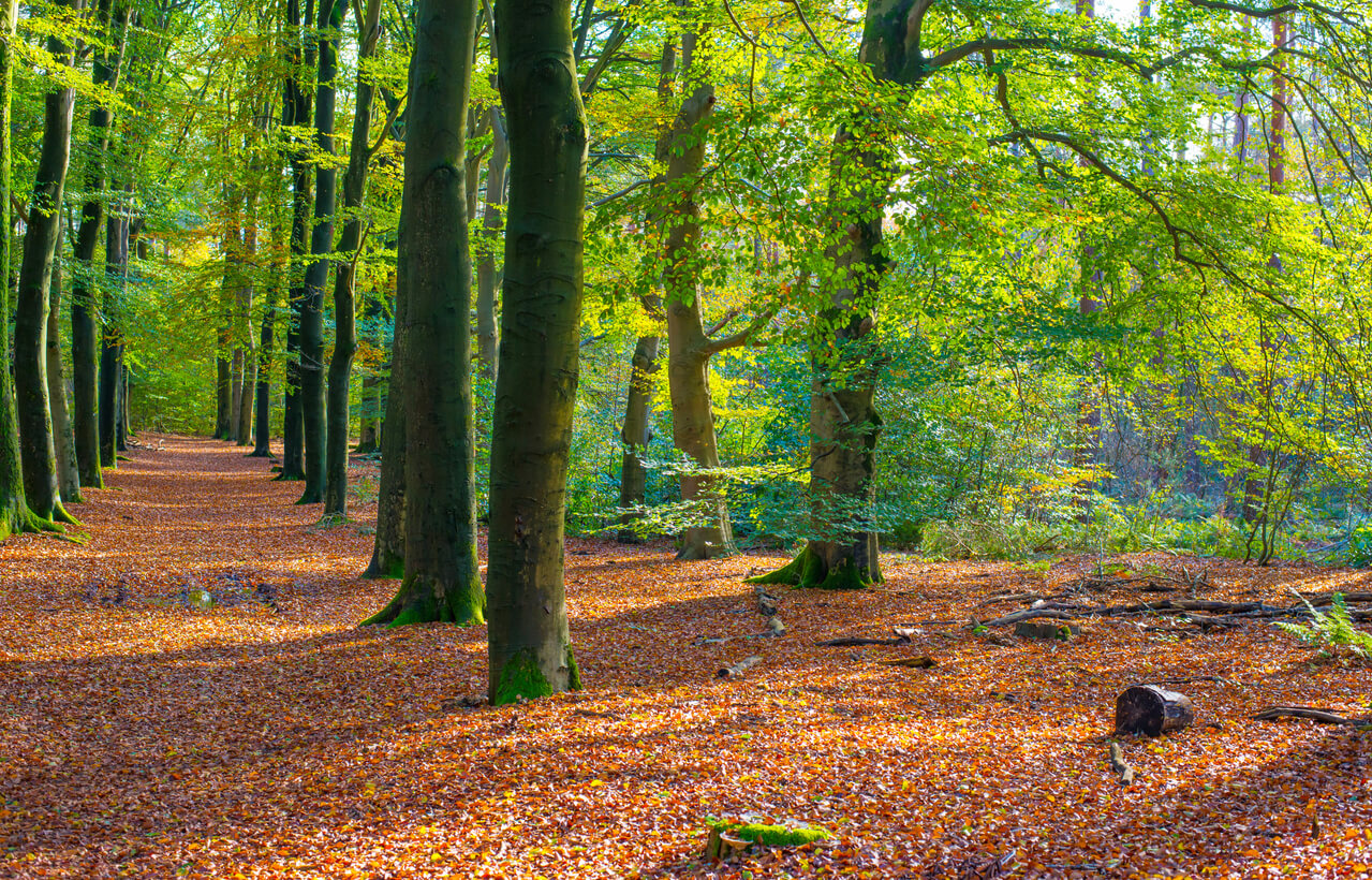 Verken de mooiste bossen van Nederland | Hotelgiftcard NL